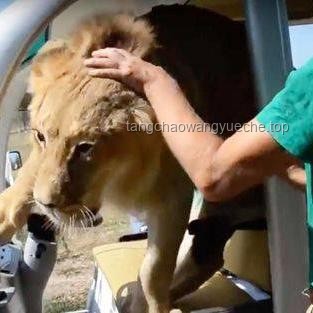 B站百大UP主奧列格被獅子重傷事件深度分析