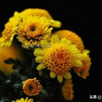 如何在困境中找到曙光：有光推我前行必有曙光
