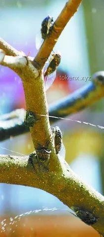 蟬尿揭秘：樹上“小雨滴”的真相