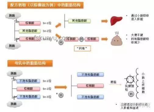 蟬尿與傳統(tǒng)尿液分析：成分、應用與誤解對比