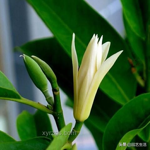 白玉蘭養(yǎng)護(hù)問題及解決方案