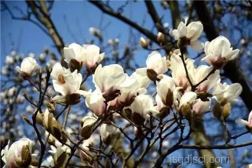 白玉蘭下的跨界創(chuàng)新啟示：綻放未來思維之花