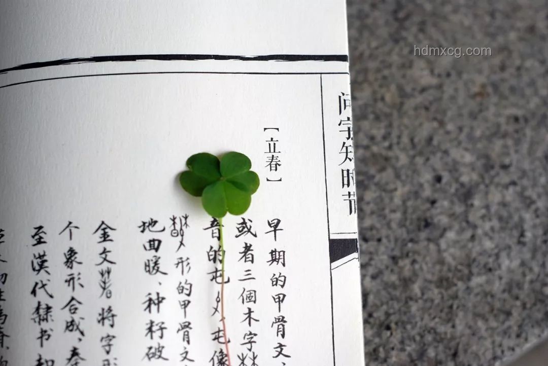 白玉蘭神圖繪制與賞析實(shí)用指南