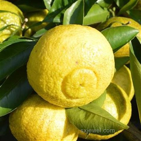 昂貴水果的營養(yǎng)與經(jīng)濟價值深度剖析