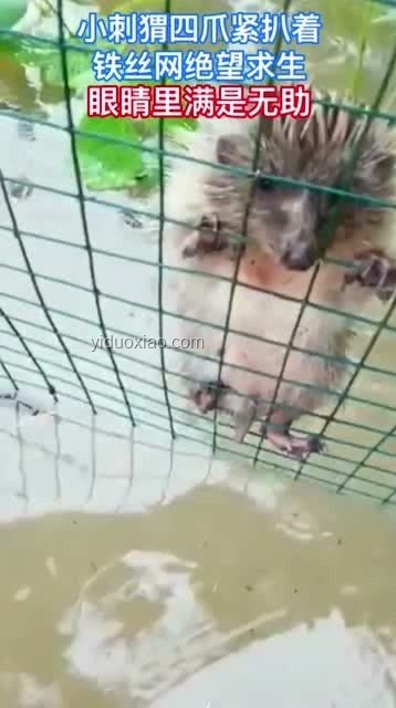 貓媽媽洪水中求生與常見動物生存策略的對比分析