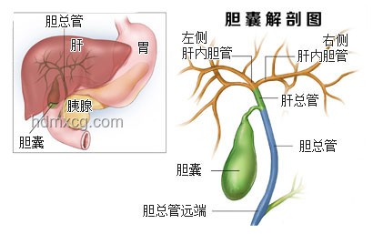 ??演員穎兒膽結(jié)石劇痛經(jīng)歷：原因與膽囊切除影響分享??