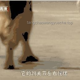 多地解除中華田園犬禁養(yǎng)的對比分析
