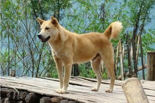 多地解除中華田園犬禁養(yǎng)令，本土犬種回歸家庭