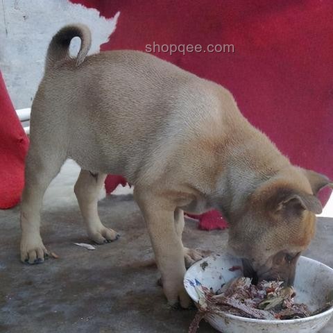 中華田園犬為何成禁養(yǎng)犬？探秘背后原因