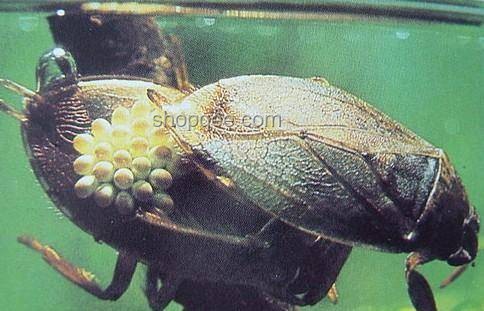 昆蟲(chóng)恐怖故事新趨勢(shì)：哈人元素引領(lǐng)驚悚風(fēng)潮