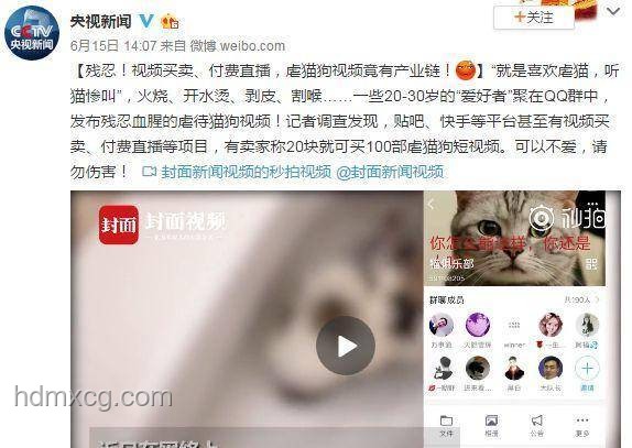 虐貓事件引發(fā)招聘變革：道德審查趨勢強(qiáng)化