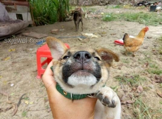 ??多地解禁中華田園犬，我與“土狗”的幸福日常??