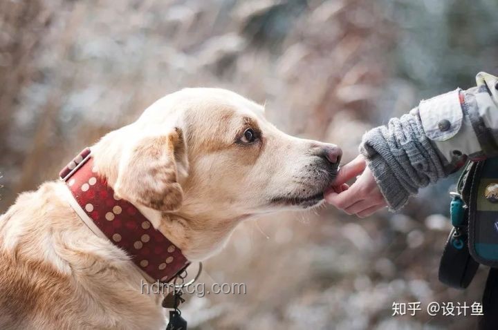 狗的行為啟示與人生導(dǎo)師
