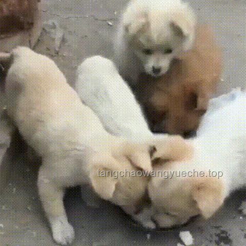 狗性人生：理解界限與自我成長指南