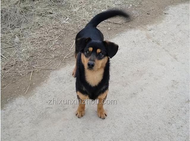 中華田園犬禁養(yǎng)前后的對(duì)比分析：忠誠(chéng)守護(hù)者到禁養(yǎng)對(duì)象的轉(zhuǎn)變