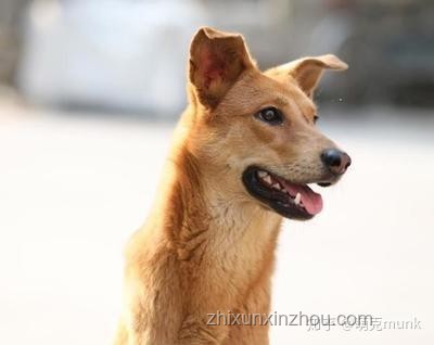 中華田園犬禁養(yǎng)前后的對(duì)比分析：忠誠(chéng)守護(hù)者到禁養(yǎng)對(duì)象的轉(zhuǎn)變