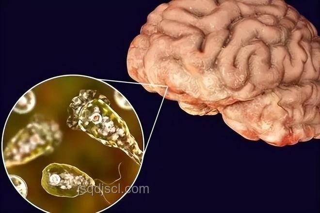 男童感染“食腦蟲”事件引發(fā)行業(yè)對水安全深度關(guān)注