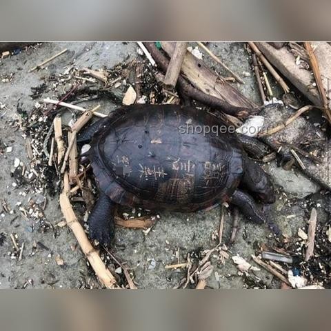 臺灣與海南島淡水資源差異分析