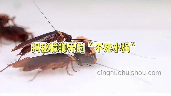 雞窩不生蟑螂的秘密，臟與干凈的奇妙平衡??????
