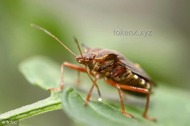 雞窩不生蟑螂的秘密：臟與清潔的平衡術(shù)??????