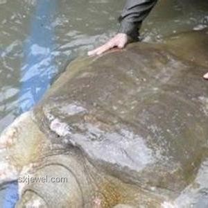 牛低頭吃草，人低頭賺錢：實用賺錢指南