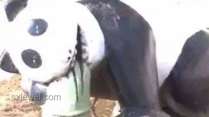 日本人對熊貓喜愛趨勢將持續(xù)，棕熊難以逆襲