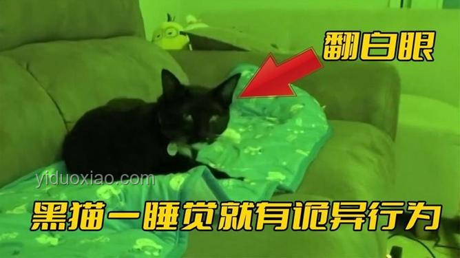 解決“小程邪惡小貓”行為問題的方案