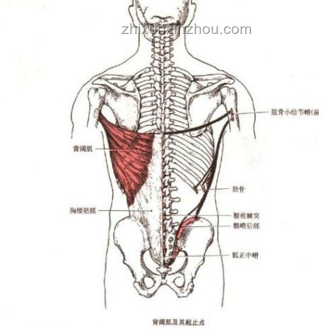 脊柱最喜歡的4個動作，有效緩解腰背疼痛
