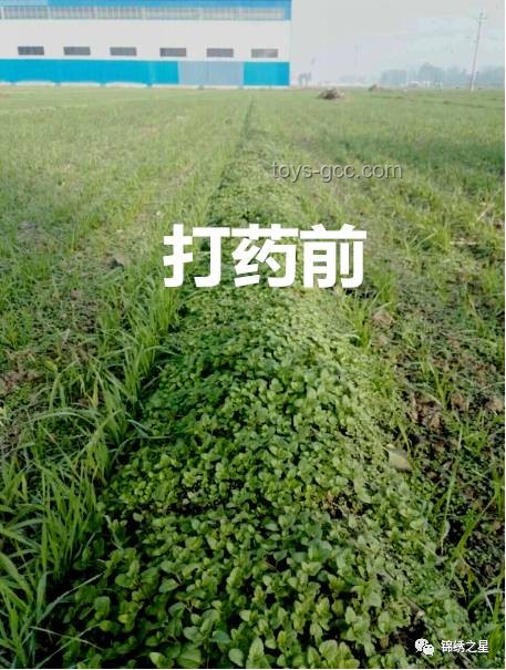 任達(dá)華山東務(wù)農(nóng)新趨勢(shì)：從麥田到玉米地，明星農(nóng)事熱度升溫