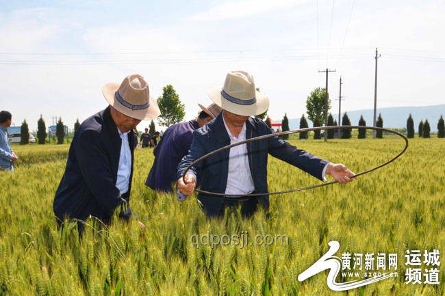 任達華山東老家農(nóng)事活動深度解析：從麥子到玉米的現(xiàn)代農(nóng)業(yè)轉(zhuǎn)型探索