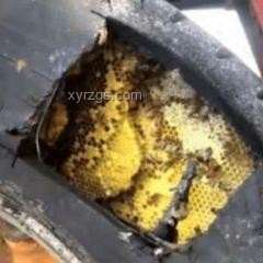 廚房現(xiàn)蜂巢，意外收獲20斤蜂蜜案例研究