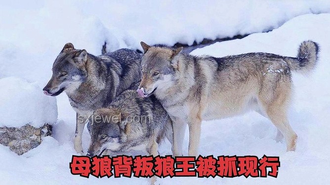 《狼群中出了一個(gè)叛徒》問(wèn)題解決方案：識(shí)別并處理團(tuán)隊(duì)中的背叛行為
