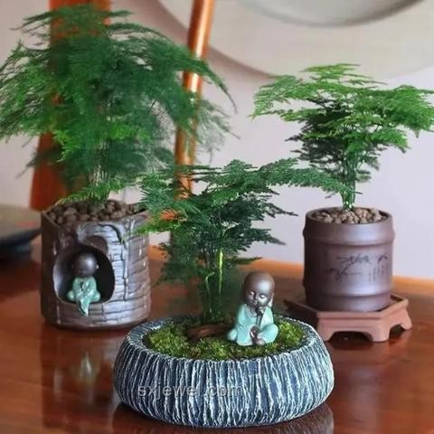25歲文竹養(yǎng)成“大樹”，爺爺?shù)膱@藝奇跡?