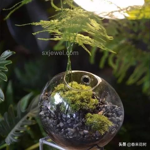 25歲文竹養(yǎng)成“大樹”，爺爺?shù)膱@藝奇跡?