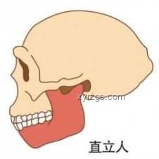 你身上最沒用的器官？揭秘智齒的“無用”之謎
