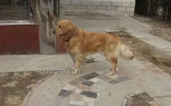 金毛李墩墩爆紅背后的理性審視