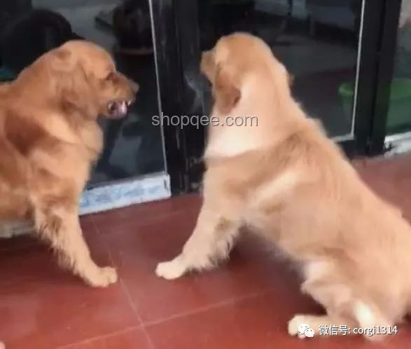 金毛李墩墩爆紅背后的理性審視