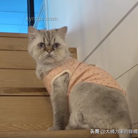 動(dòng)物睡眠自保能力弱卻未被淘汰之謎