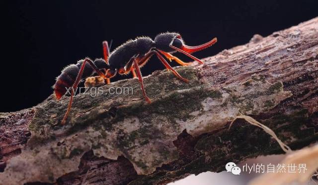 螞蟻行為解析：為何不吃同類尸體？