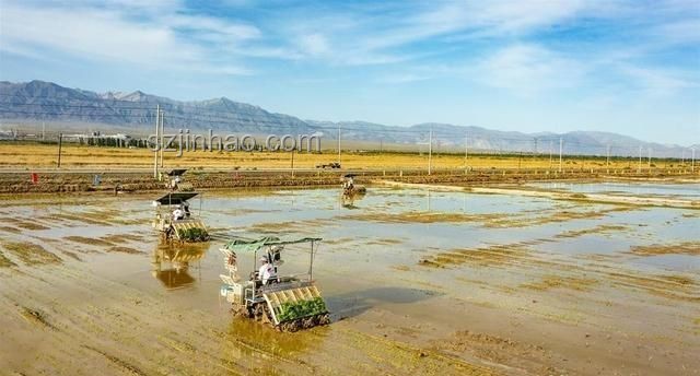 鹽堿地海水稻：口感挑戰(zhàn)與戰(zhàn)略?xún)r(jià)值并存