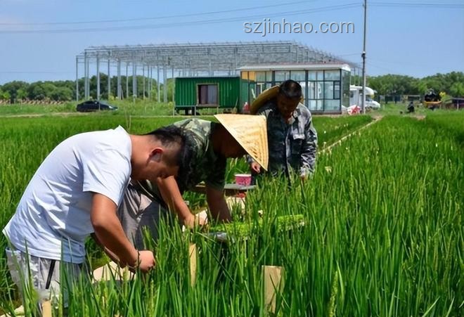 鹽堿地海水稻：口感挑戰(zhàn)與戰(zhàn)略?xún)r(jià)值并存