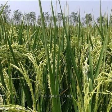 海水稻種植趨勢：口感挑戰(zhàn)下的鹽堿地糧食革命