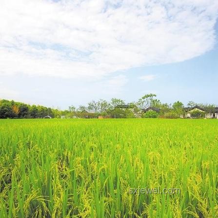 鄉(xiāng)村小學(xué)：鄉(xiāng)村振興的靈魂，灌溉種子，點燃夢想
