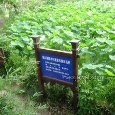 鄉(xiāng)村小學(xué)：鄉(xiāng)村振興的靈魂，灌溉種子，點燃夢想