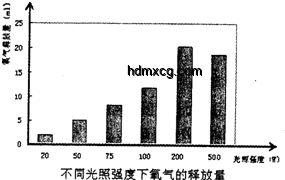 ??探索Hachimiko形狀深度分析：設(shè)計與文化影響??